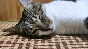 猫吃瓜吃菜是怎么回事,揭秘猫吃瓜吃菜背后的故事