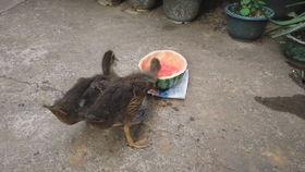 鸭子会不会吃瓜,揭秘鸭子与瓜的奇妙关系