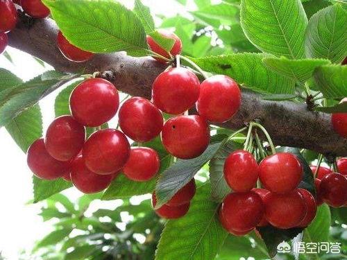 吃樱桃的瓜,探寻吃樱桃的瓜的秘密