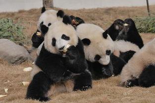 吃瓜熊猫人黄金,揭秘神秘财富背后的故事