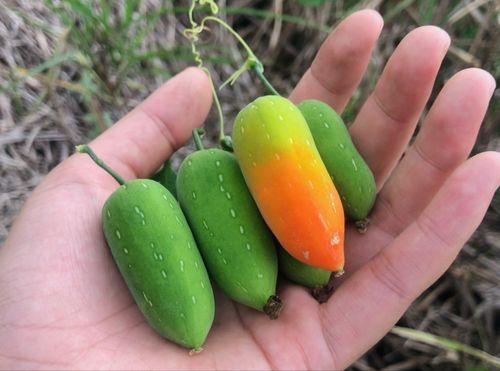 老鼠瓜怎么吃,解锁美味新体验