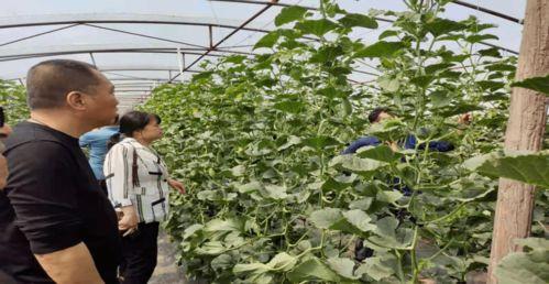 容城热门吃瓜事件,热门吃瓜事件揭秘，真相令人咋舌！