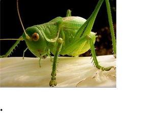 蝈蝈吃瓜花吗,揭秘它们是否爱吃瓜花